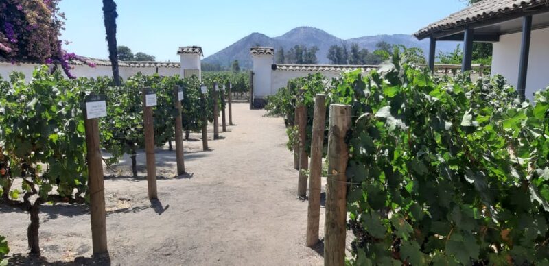 Maipo Valley: Private Full-Day Wine Tour - Itinerary Highlights
