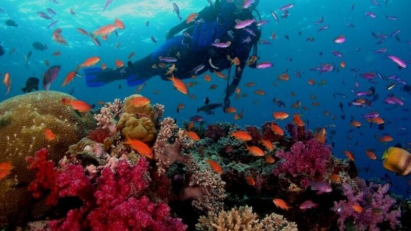 Maithon Private Island: Small Group Scuba Dive or Snorkeling - Key Points
