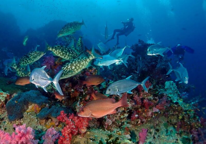 Maithon Private Island: Small Group Scuba Dive or Snorkeling - Transportation and Pickup
