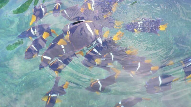 Majahuitas Tour and Snorkeling - Key Points