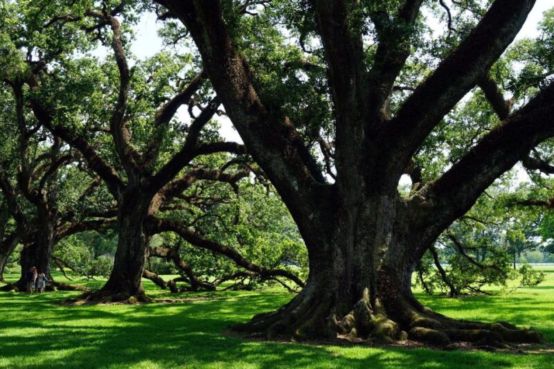 Majestic Oak Alley Plantation Tour - Itinerary Details
