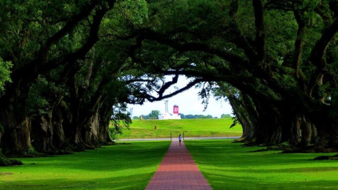 Majestic Oak Alley Plantation Tour - Iconic Oak Alley Trees