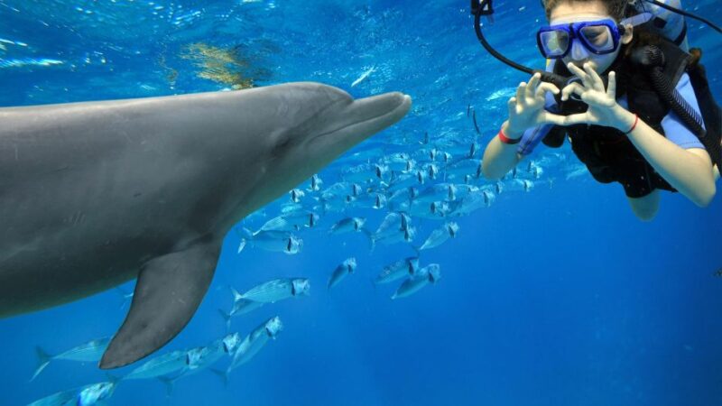 Makadi Bay: Dolphin Watching Boat Tour W/ Private Transfers - Key Points
