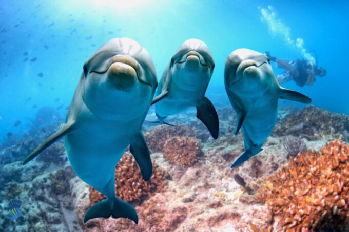 Makadi Bay: Dolphin Watching Boat Tour W/ Private Transfers - Inclusions and Amenities