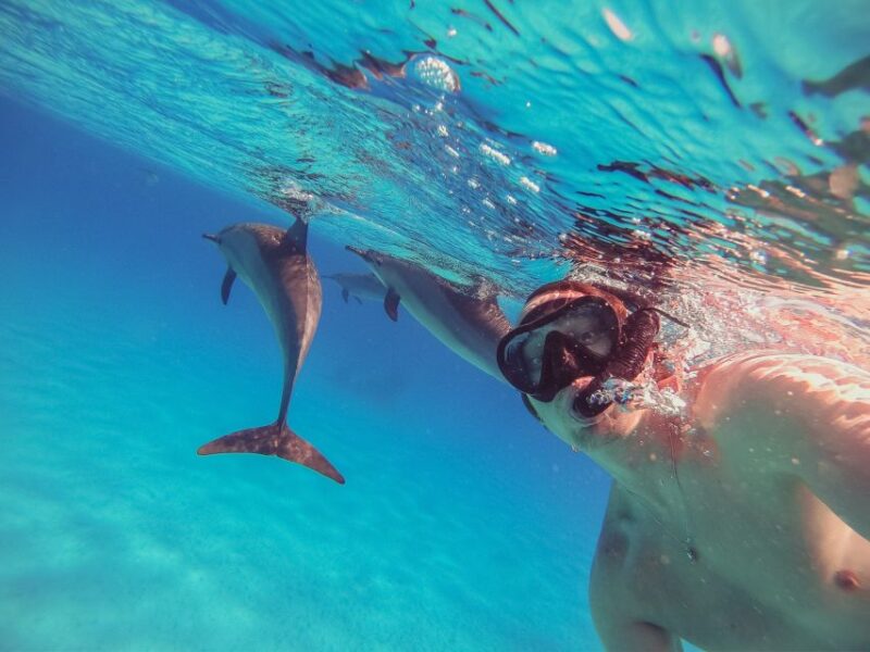 Makadi Bay: Dolphin Watching Boat Tour With Lunch & Drinks - Inclusions