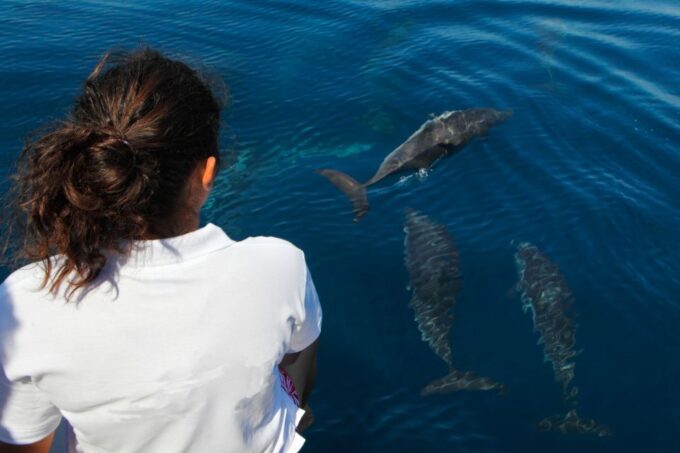 Makadi Bay: Dolphin Watching Boat Tour With Lunch & Drinks - Pricing and Cancellation