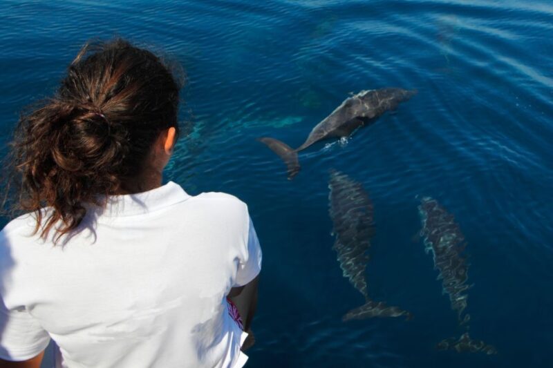 Makadi Bay: Dolphin Watching Boat Tour With Lunch & Drinks - Participant Information
