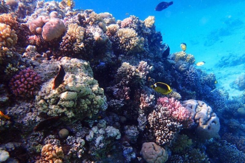 Makadi Bay: Magawish Island & Speedboat Tour With Transfers - Booking Information