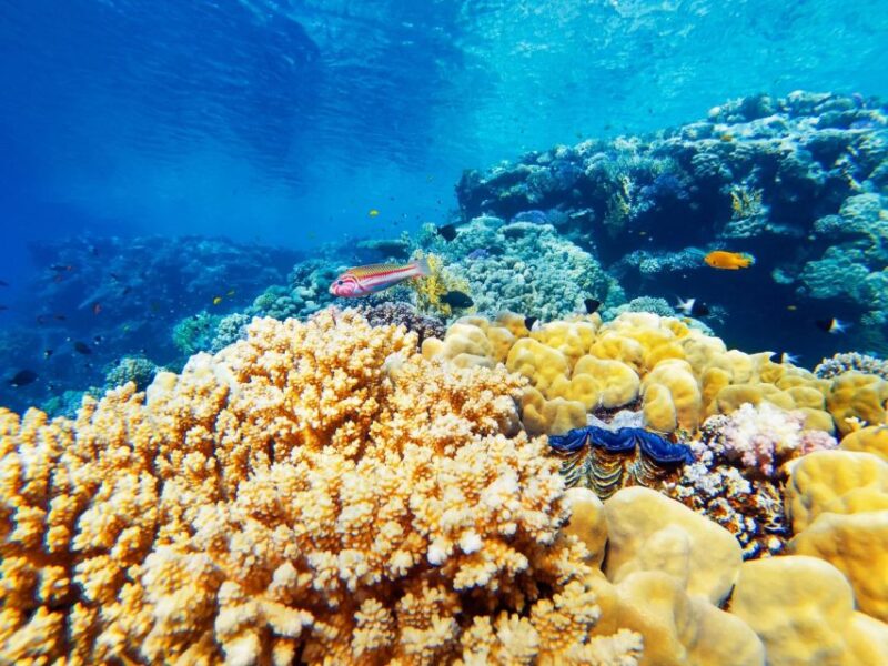 Makadi Bay: Orange Bay Yacht Cruise With Private Transfers - Itinerary and Experience