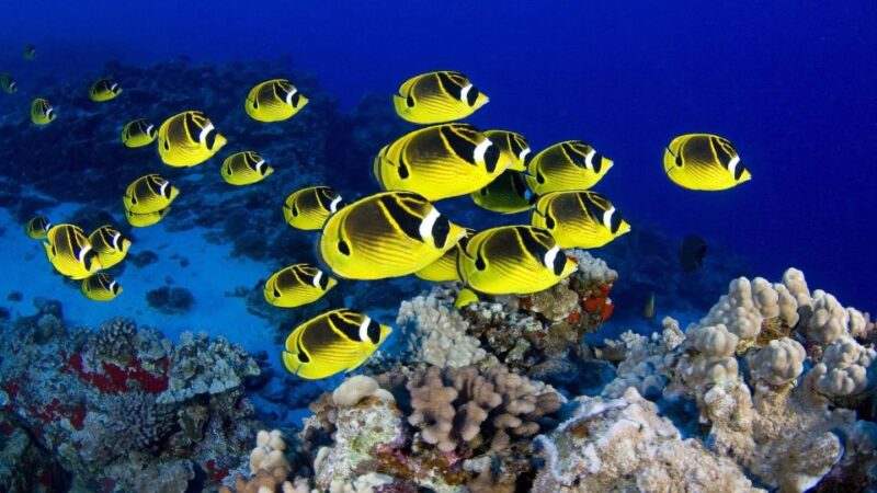 Makadi Bay: Orange Island Yacht Trip W Lunch & Watersports - Participant Information