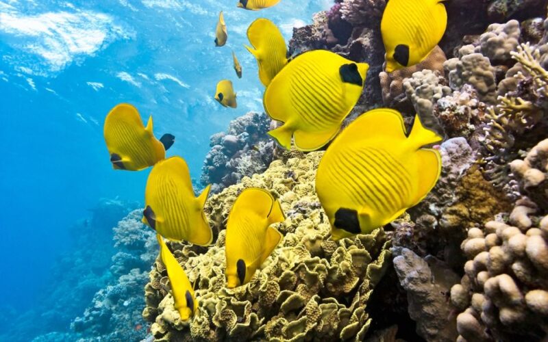 Makadi Bay: Quad Along the Sea and Sharm El Naga Snorkeling - Key Points