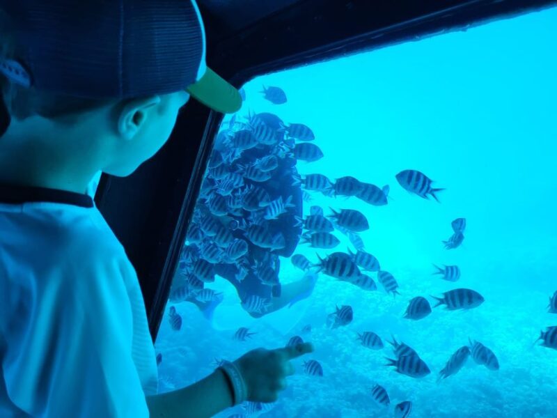 Makadi Bay: Sea Lion Submarine Trip With Snorkeling - Submarine Trip Highlights