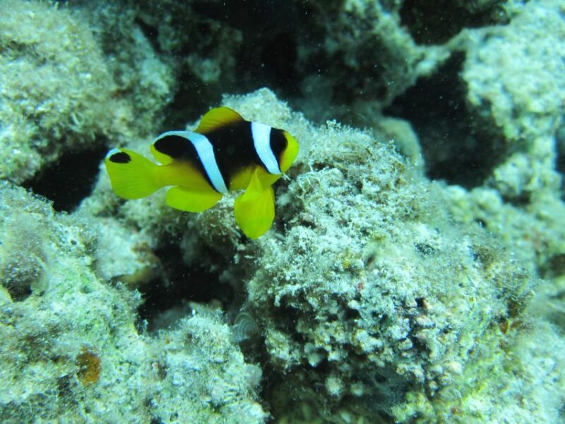 Makadi Bay: Snorkelling and Diving Island Trip - Customer Ratings and Feedback