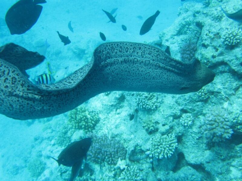 Makadi Bay: Snorkelling and Diving Island Trip - Snorkeling, Diving, and Activities