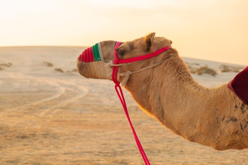Makadi: Quad, Jeep, Camel, and Buggy Safari With BBQ Dinner - Important Information and Recommendations