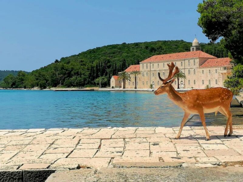 Makarska: Korcula, Deer Island & Shipwreck Speedboat Tour - Customer Feedback