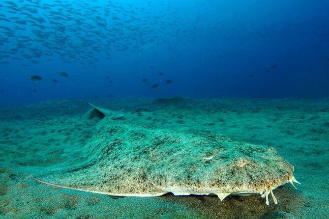 Make a Private Try Dive, for Your First Scuba Experience! - Health and Safety Requirements