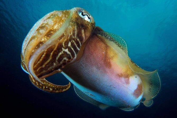 Make a Private Try Dive, for Your First Scuba Experience! - Perfect 5.0 Rating on Reviews