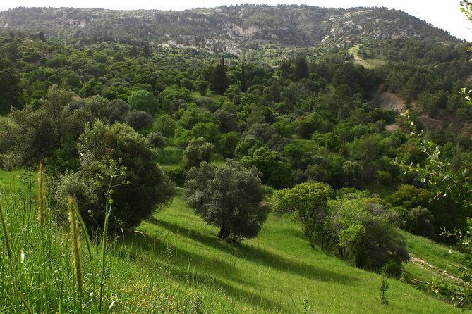 Make You Own Wildcrafted Extra Virgin Olive Oil! - Discover the Flavors of Traditional Olive Collection