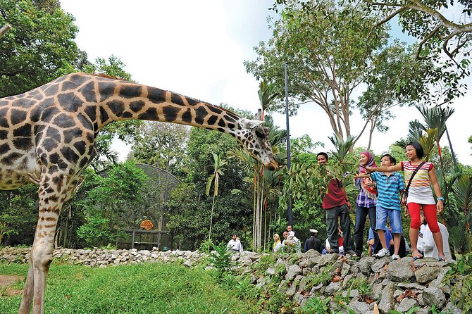 Malacca Zoo, Malaysia Heritage Studio & Crocodile Farm With Lunch - Crocodile Farm: Scaly Wonders