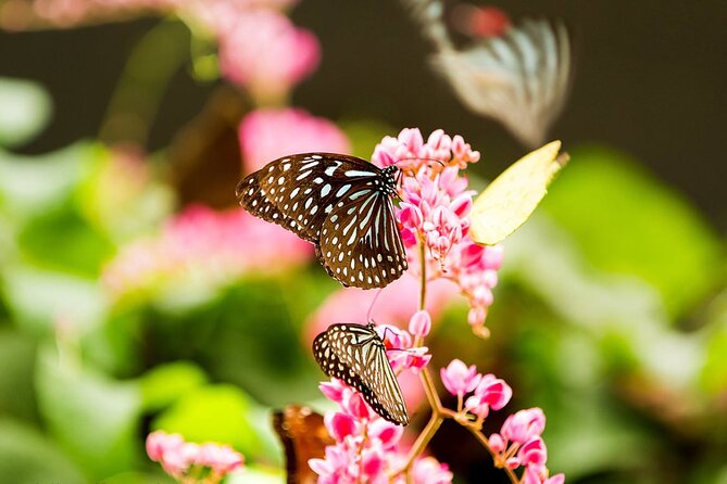 Malacca Zoo, Malaysia Heritage Studio & Crocodile Farm With Lunch - Cancellation Policy and Pricing Details