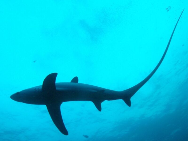 Malapascua: Advance Divers Shark Dive & Optional Transfer - Key Points