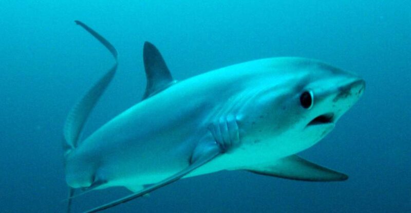 Malapascua: Advance Divers Shark Dive & Optional Transfer - Diving Experience