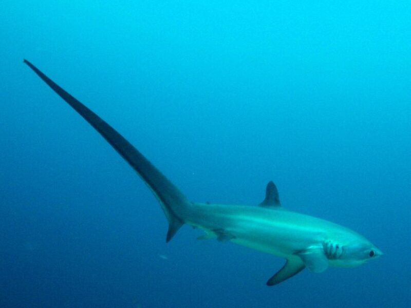 Malapascua: Advance Divers Shark Dive & Optional Transfer - Dive Packages and Options