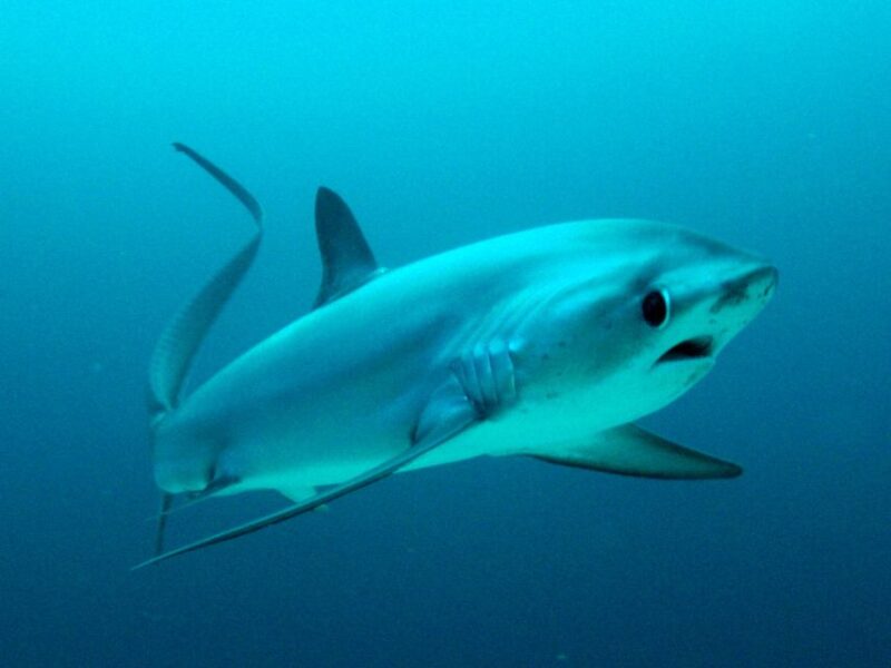 Malapascua: Advance Divers Shark Dive & Optional Transfer - Requirements for Divers
