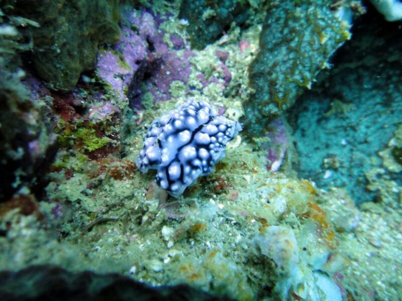 Malapascua: Advance Divers Shark Dive & Optional Transfer - Accommodation Recommendations