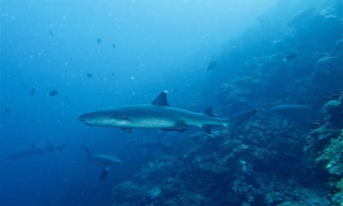 Malapascua: Advance Divers Shark Dive & Optional Transfer - Diving Times and Weather