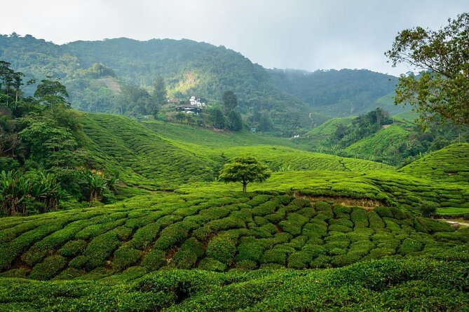 Malaysia 7-Day Tour From Kuala Lumpur - Key Points