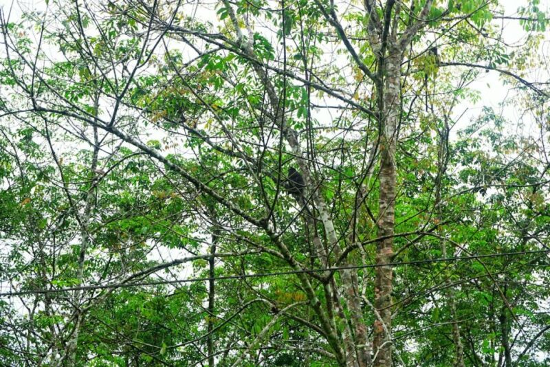 Malaysia: Gunung Panti Forest Reserve Guided Nature Tour - Key Points