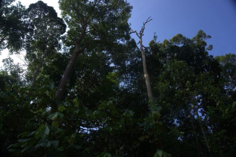 Malaysia: Gunung Panti Forest Reserve Guided Nature Tour - Experience Highlights