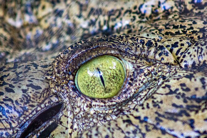 Malcolm Douglas Crocodile Park Tour Including Transportation - Final Thoughts