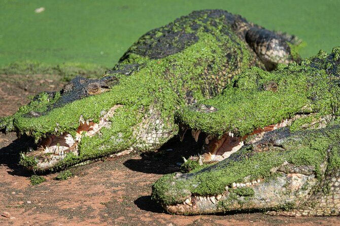 Malcolm Douglas Crocodile Park Tour Including Transportation - References