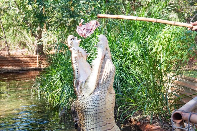 Malcolm Douglas Crocodile Park Tour Including Transportation - Pickup Locations and Times