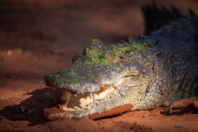 Malcolm Douglas Crocodile Park Tour Including Transportation - Suitability and Accessibility