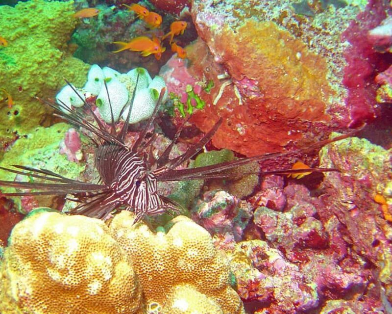 Maldives: Snorkeling with Nurse Sharks, Coral Reef, Sandbank - Whats It Like to Snorkel with Nurse Sharks?