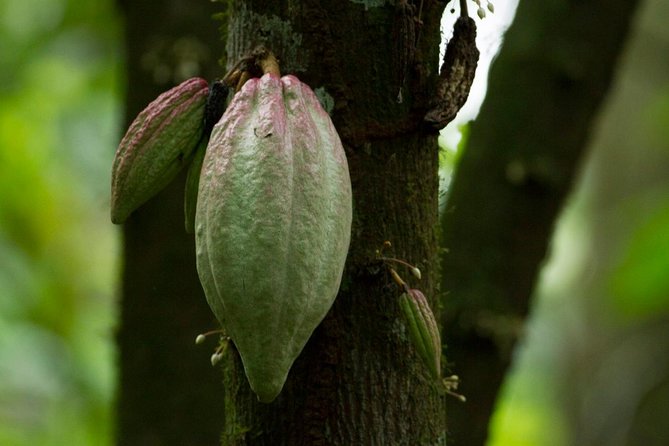 Maleku Indigenous Reserve Tour - Dietary Accommodations