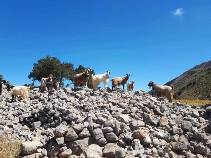 Malia: 4X4 Self Drive Safari Free Pick up & Lunch - Itinerary and Changes