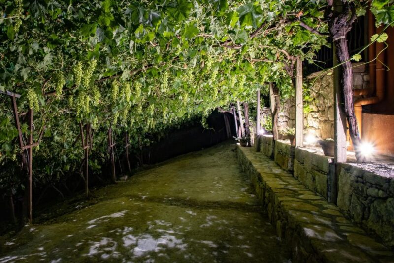 Malia: The Roads of Wine, Olive Oil, and Cretan Tradition - Visiting an Olive Oil Farm