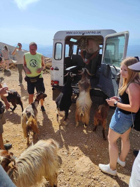 Malia: The Roads of Wine, Olive Oil, and Cretan Tradition - Experiencing Cheese Production