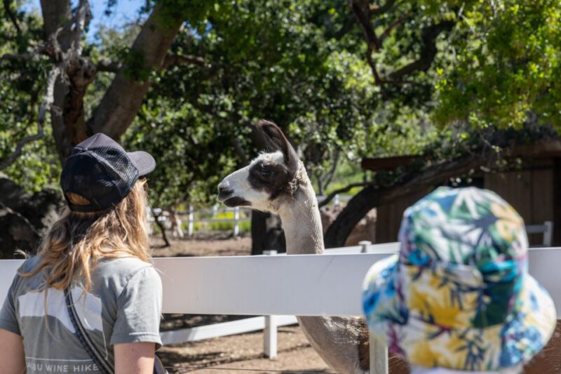 Malibu: Guided Vineyard Hike With Photo Stops and Wine - Complimentary Wine and Souvenirs
