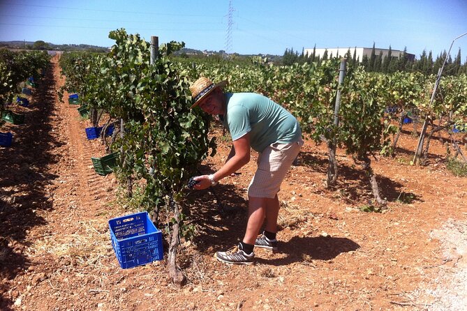 Mallorc Bodega & Olive Minibus Tour Including Pickup From South Coast - Pickup Details