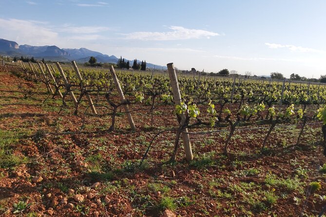 Mallorc Bodega & Olive Minibus Tour Including Pickup From South Coast - Activity Details