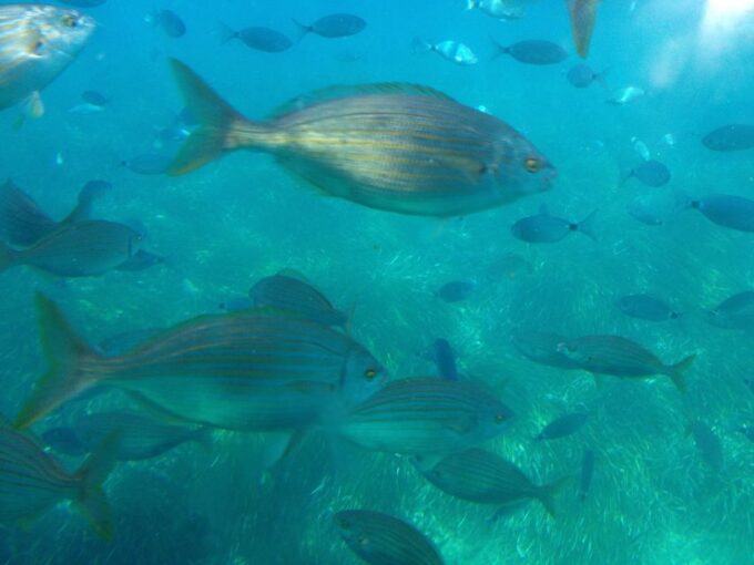 Mallorca: 2-Hour Coastline & Malgrat Islands Catamaran Tour - Scenic Views and Highlights