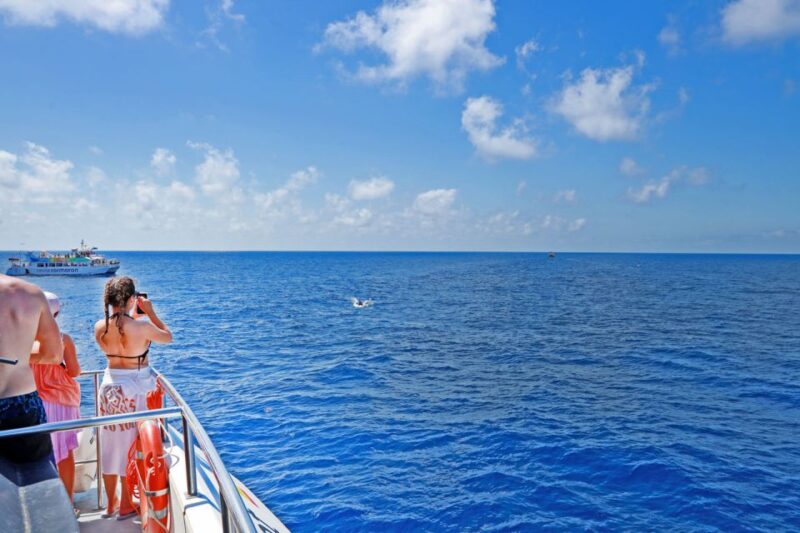 Mallorca: 2-Hour Dolphin Watching Cruise & Glass-Bottom Boat - Key Points