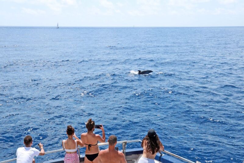 Mallorca: 2-Hour Dolphin Watching Cruise & Glass-Bottom Boat - Exploring the Coastline