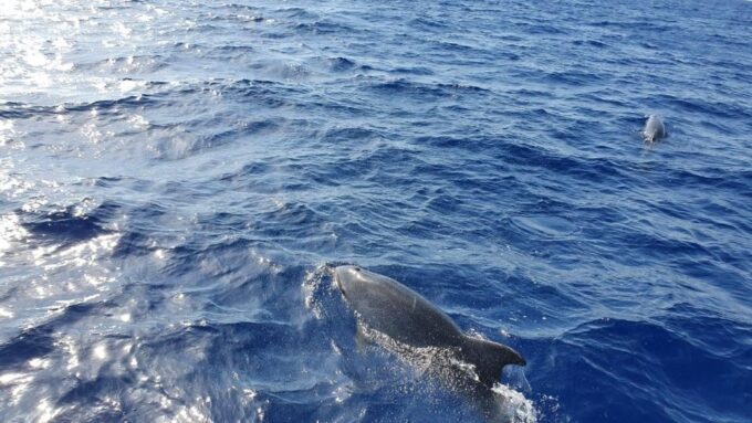 Mallorca: 2-Hour Dolphin Watching Cruise & Glass-Bottom Boat - Accessibility and Restrictions